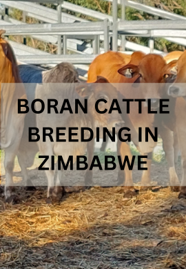 Thriving with Tradition: Boran Cattle Breeding in Zimbabwe.